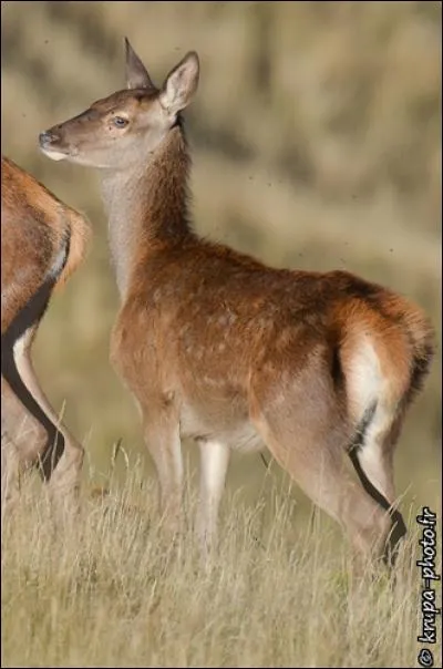 Comment l'appelle-t-on à partir d'un an ?
