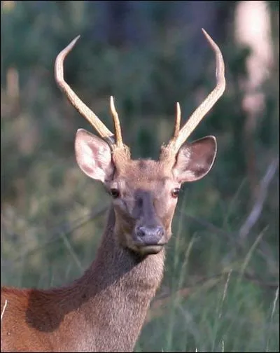 Après cette période le cerf est classifié selon ses bois. Comment nomme-t-on la première étape ?