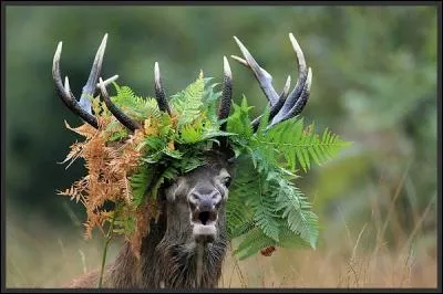 A quelle période dit-on "dix corps jeunement" lorsque que l'on parle de ses bois ?