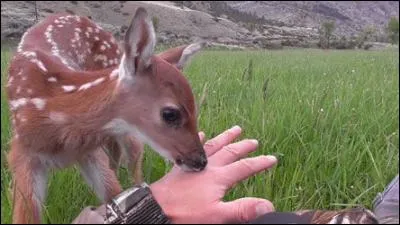 Pourquoi l'homme ne doit pas s'approcher du jeune faon les tout premiers jours (époque où il reste couché et immobile) ?