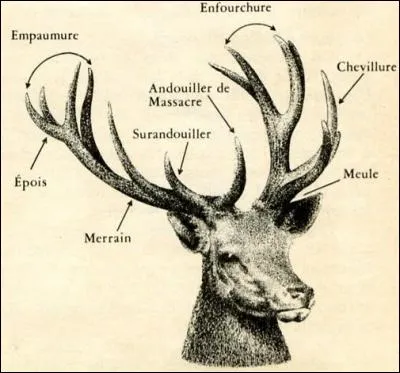 Seul le cerf élaphe mâle porte des bois.