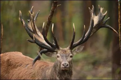 Le cerf est un ruminant.