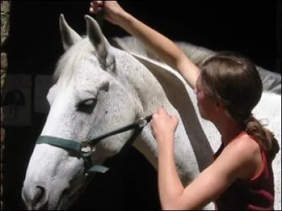Pour attacher le cheval, on utilise...