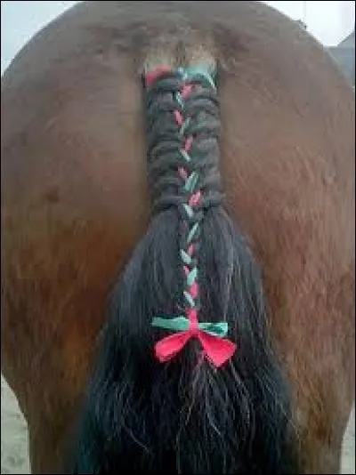 Quand on passe derrière un cheval, il vaut mieux...