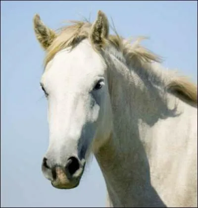À quelle famille le cheval appartient-il ?