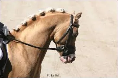 Comment appelle-t-on la coiffure du cheval visible sur la photo ?