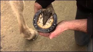Quiz Equitation