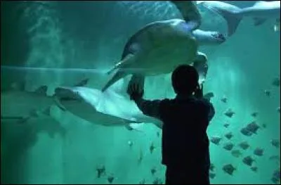 Dans le Grand Aquarium  Saint Malo, on peut dormir parmi les requins. Combien de requins vivent dans l'aquarium nous entourant ?