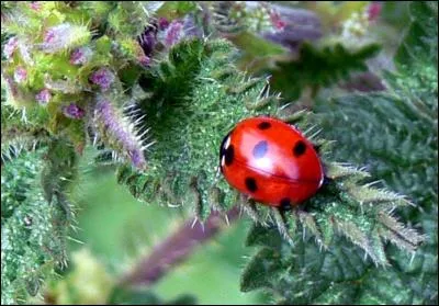 Quel est le surnom de cette coccinelle ?