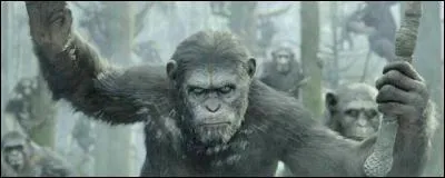 Une expression "spéciale primates" !