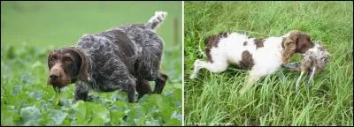 Encore une taxe, une redevance à payer ! Ce seigneur voulait réellement se faire son argent sur notre dos en nous obligeant à payer la « kienerie » ! Bon, il faut reconnaître que, malgré tout, c'est moins dur que de supporter tous ses animaux ! 
Quelle sorte de taxe devait payer cette personne ?