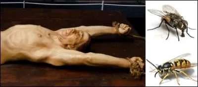 Ce pauvre type a été condamné au supplice de « kyphonisme ». Ce n'est pas beau à voir ! 
En quoi consiste le supplice, le « kyphonisme ».