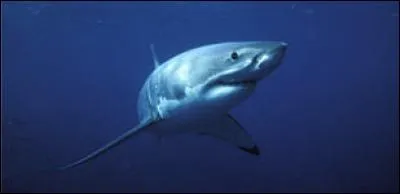 Combien de grands requins blancs sont tués depuis 15 ans ? (chiffre sans doute sous- estimé ! )