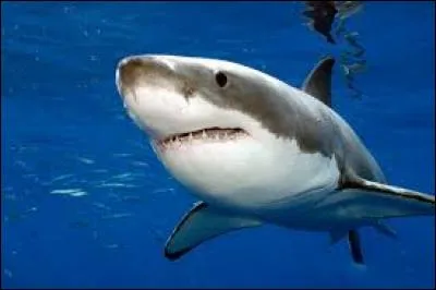 En 15 ans, de combien la population de grands requin blancs a-t-elle chuté ?