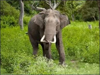Combien reste-t-il d'éléphants d'Asie aujourd'hui ?