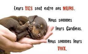 Quiz Animaux