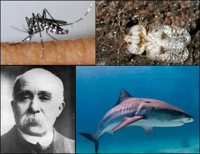 Le mot mystère est :