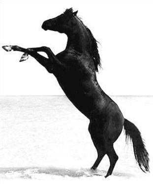 Quiz Equitation