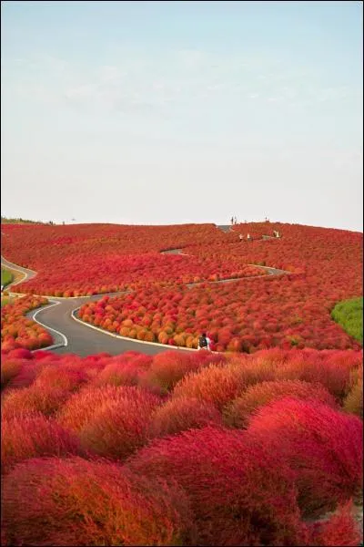Le parc Hitachi à Hitachinaka a la particularité d'être fleuri toute l'année et de se transformer en océan de fleurs bleues sur plus de 190 hectares au printemps grâce à son fameux némophila bleu en tapis. Où est donc ce parc ?