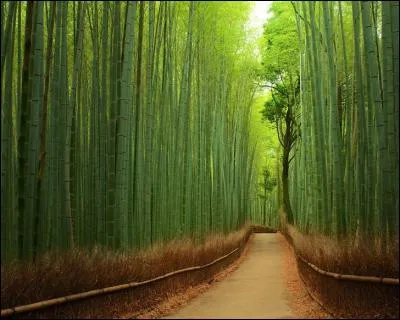 La forêt d'Arashiyama est une incontournable visite au Japon. De quoi est composée cette forêt ?
