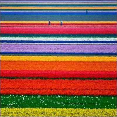 Où pourrez-vous retrouver ces champs de tulipes ? Dans cette ville, vous retrouverez aussi le grand designer hollandais de linges pour enfants, ados et adultes : Oilily.