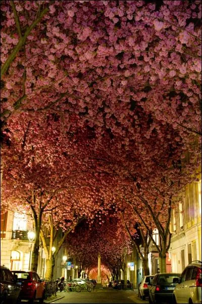 Une des plus belles rues de Bonn lorsque qu'au printemps, les fleurs roses recouvrent entièrement la rue de leur fraicheur printanière. Quels sont donc ces arbres à fleurs roses ?