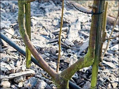 Quelle est la particularité du gourmand en botanique ?