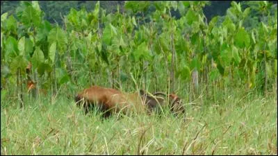 Trouvez la premi&egrave;re lettre du nom de l'animal !