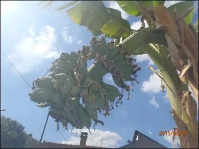 Associez ces fruits &agrave; un pays !