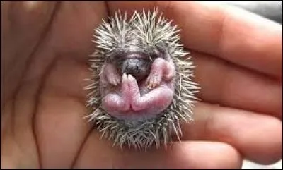 Quel est cet animal ?