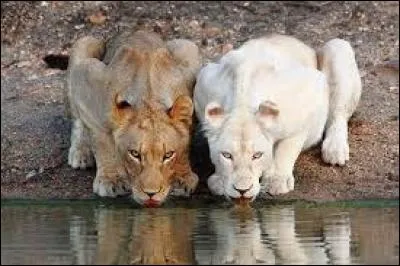 Que font ces animaux ?