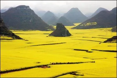 L'équinoxe de printemps constitue la meilleure période de l'année pour admirer la beauté de ces fleurs ouvertes à Wuyuan. La nature étant en pleine éclosion printanière, les fleurs simples et pures, forment un véritable délice pour les yeux, attirant les passionnés issus de la région comme d'ailleurs. Quelles sont ces fleurs ?