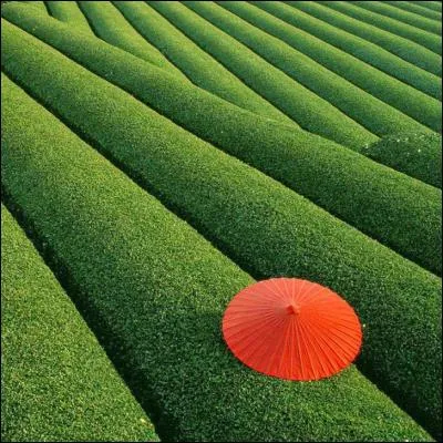 Où sont situés ces champs et qu'y cultive-t-on ?