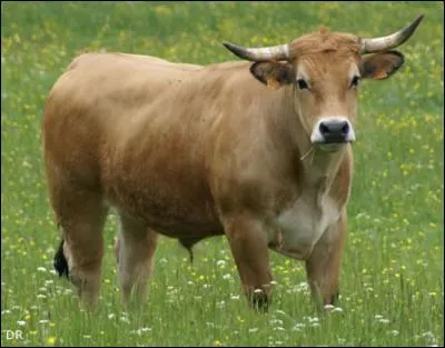 Comment s'appelle un taureau castré ?
