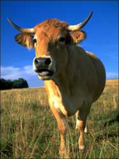 De quelle race est cette vache ?