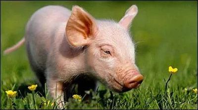 Comment s'appelle le petit de cochon ?