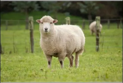 Comment s'appelle un éleveur de moutons ? (2 réponses)