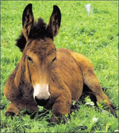 Comment s'appelle l'animal issu du croisement d'une ânesse et d'un cheval ?