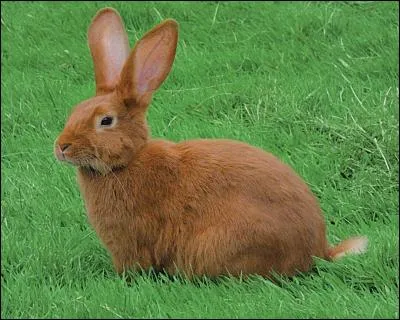 Combien de temps dure la gestation d'une lapine ?