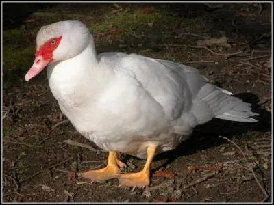 Quels sont les noms du bruit que produit le canard ? (2 réponses)