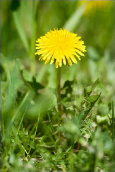 Si vous avez un jardin vous connaissez certainement le pissenlit, mais quel est son autre nom ?