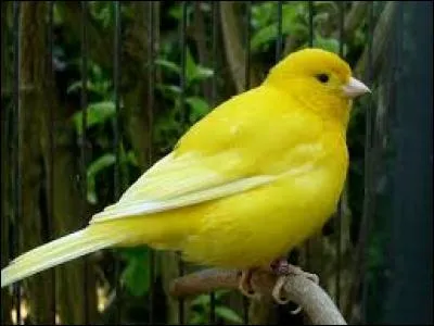 Le canari est un oiseau dont la couleur la plus fréquente est le jaune. C'est aussi le nom d'un...