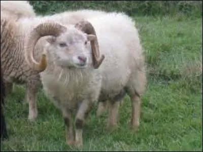Un bélier est un animal qui fait partie de la famille des bovidés. C'est aussi le nom...