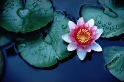 Le lotus est le nom d'une fleur qui vit dans l'eau. C'est aussi le nom d'une marque de...