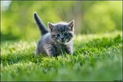 Comment pourrait-on traduire le proverbe "la nuit tous les chats sont gris" ?