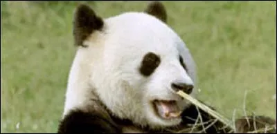Tout le monde sait que le panda est menacé mais où vit-il ?