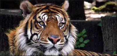 Que mange le tigre de Bengale ?