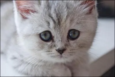 Quels animaux risquent de disparaître si nous ne faisons rien ?