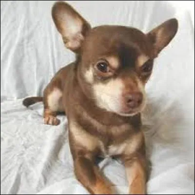 Quelle est la race de chien la plus petite au monde ?