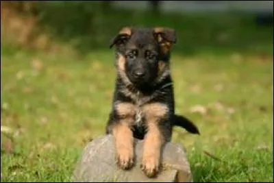 Quelle est la race de chien préféré des Français ?